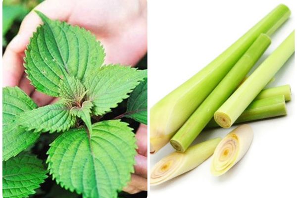 Xông mặt bằng lá tía tô và sả chanh